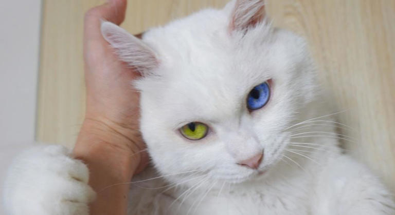 小猫咪到底能看到哪些颜色？喜欢或讨厌哪种