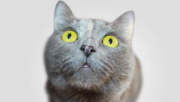 小猫咪到底能看到哪些颜色？喜欢或讨厌哪种