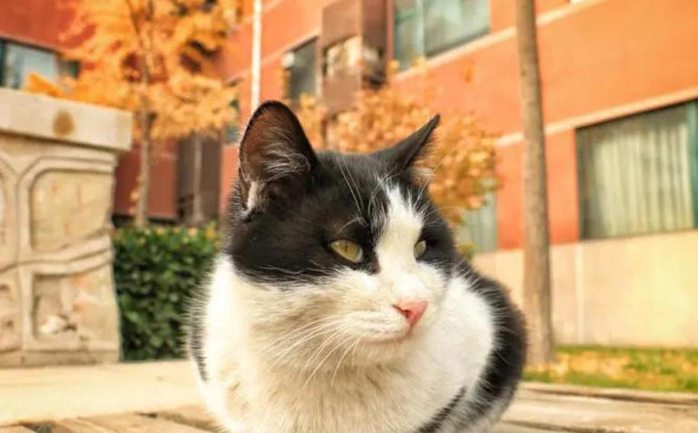 小猫咪到底能看到哪些颜色？喜欢或讨厌哪种