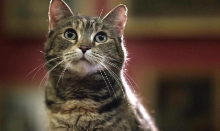 小猫咪到底能看到哪些颜色？喜欢或讨厌哪种