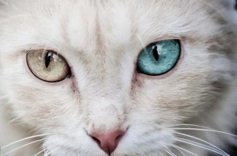 小猫咪到底能看到哪些颜色？喜欢或讨厌哪种