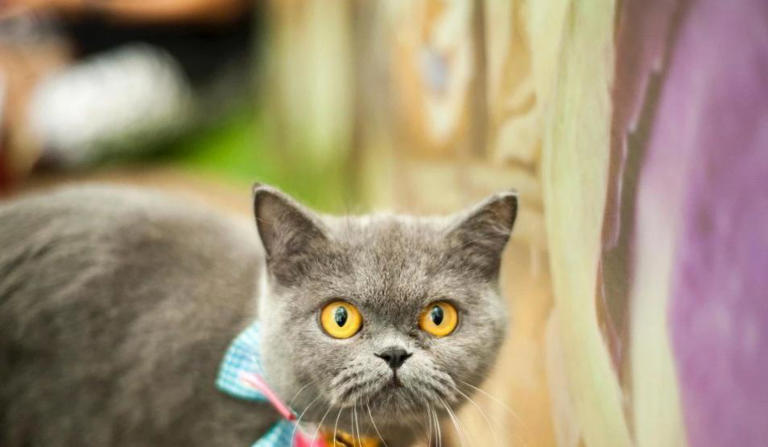 小猫咪到底能看到哪些颜色？喜欢或讨厌哪种