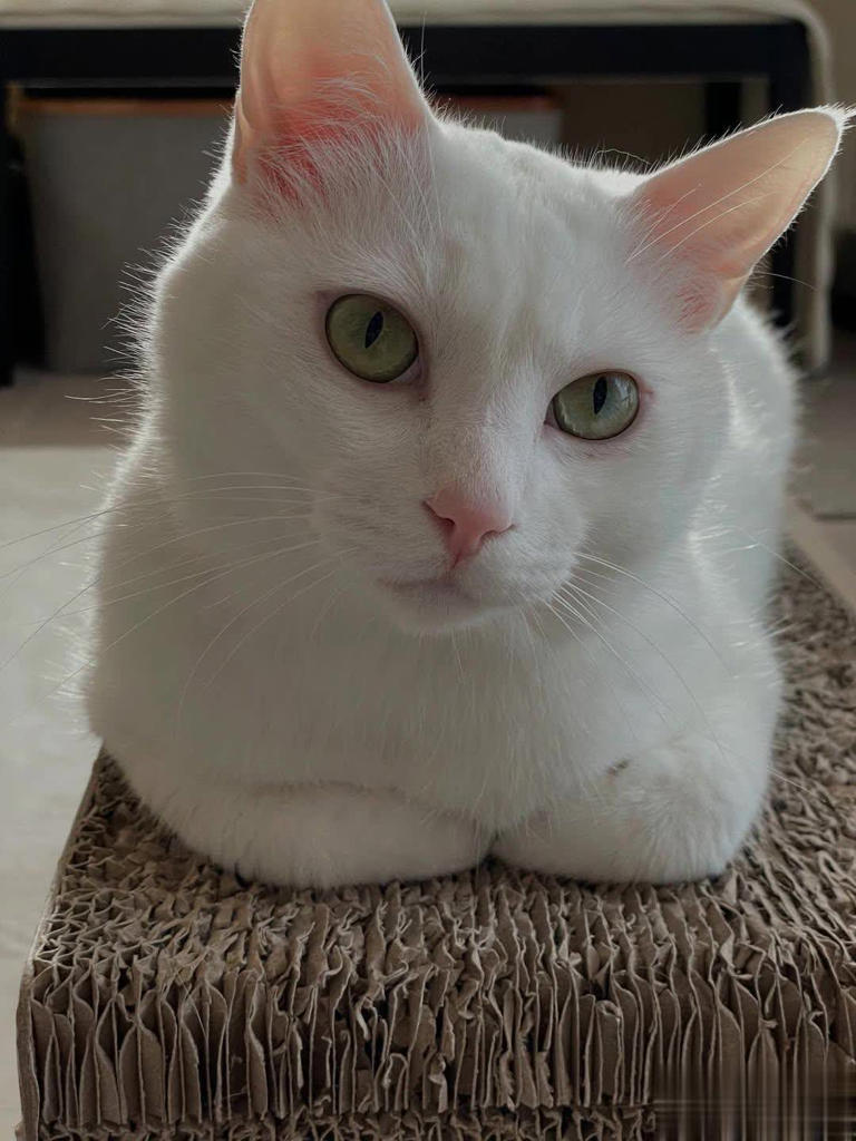 拯救喵星人没那么简单！想当猫英雄，先搞懂这7件事