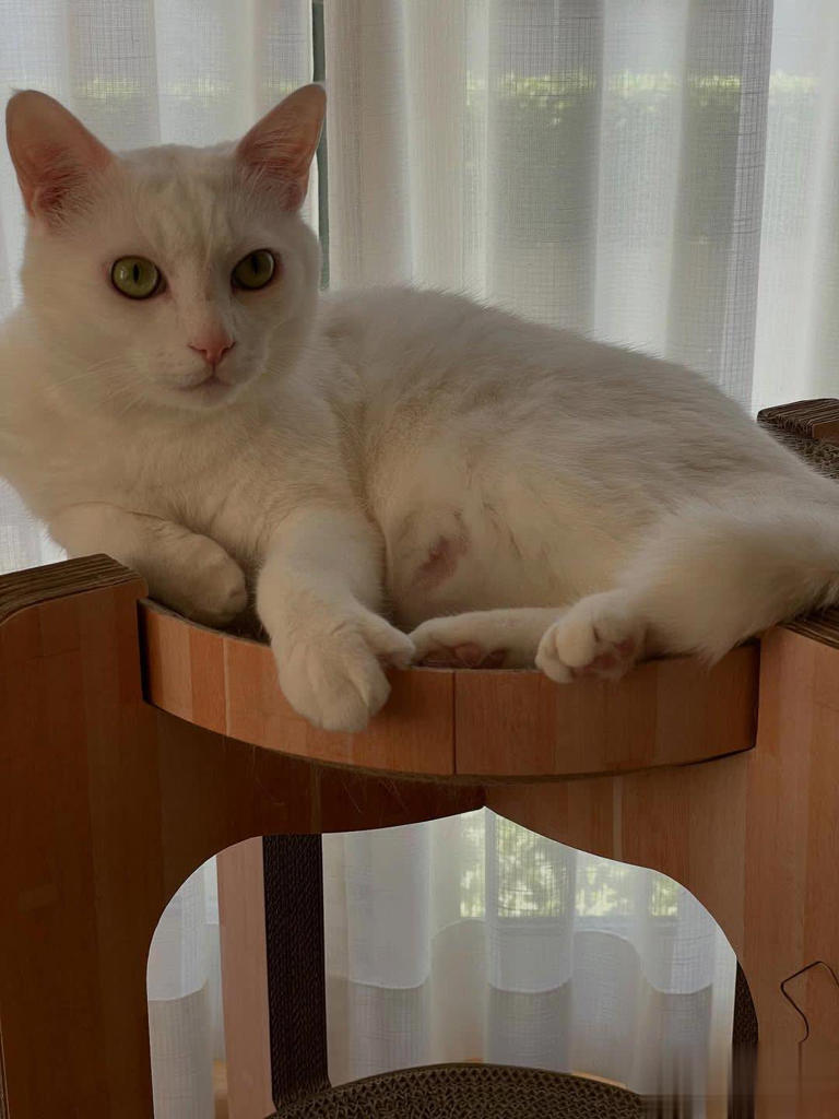 拯救喵星人没那么简单！想当猫英雄，先搞懂这7件事