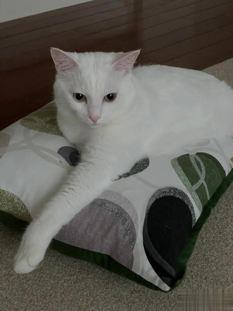 拯救喵星人没那么简单！想当猫英雄，先搞懂这7件事