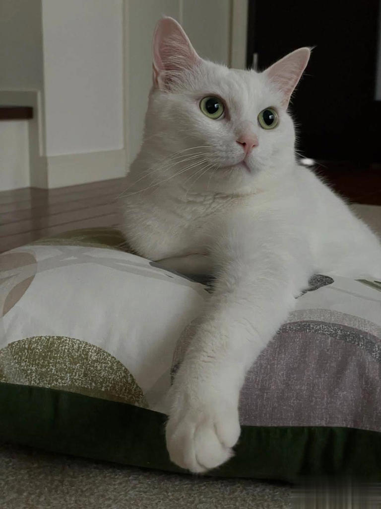 拯救喵星人没那么简单！想当猫英雄，先搞懂这7件事