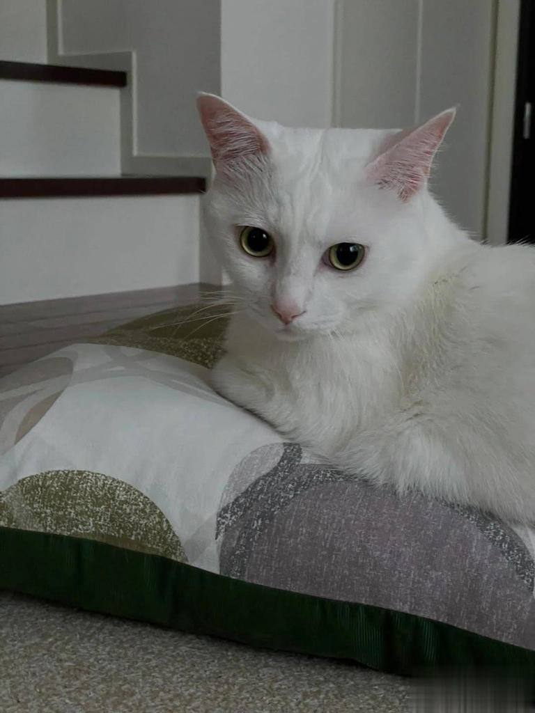 拯救喵星人没那么简单！想当猫英雄，先搞懂这7件事