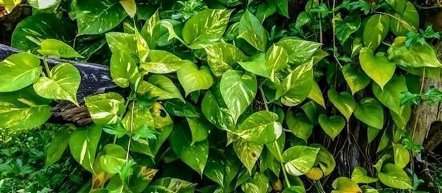 绿萝有“三怕”，避开不徒长黄叶，憋出一窝笋芽，叶片油绿窜不停