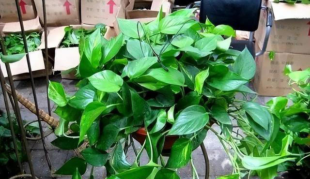 绿萝有“三怕”，避开不徒长黄叶，憋出一窝笋芽，叶片油绿窜不停