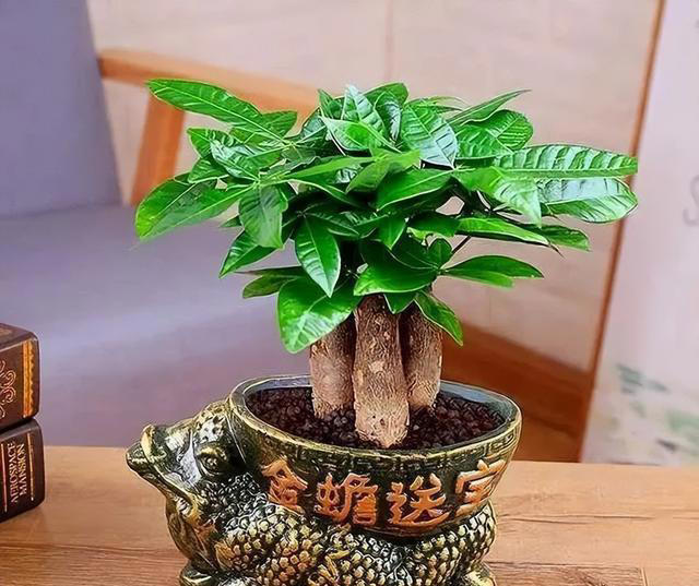 绿萝有“三怕”，避开不徒长黄叶，憋出一窝笋芽，叶片油绿窜不停