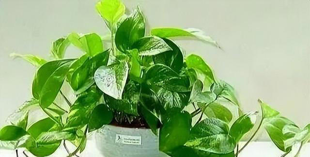 绿萝有“三怕”，避开不徒长黄叶，憋出一窝笋芽，叶片油绿窜不停