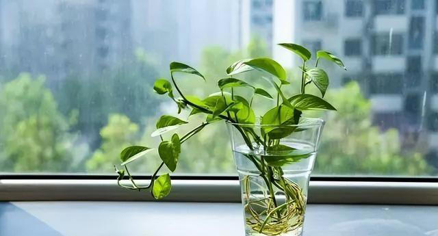 绿萝有“三怕”，避开不徒长黄叶，憋出一窝笋芽，叶片油绿窜不停