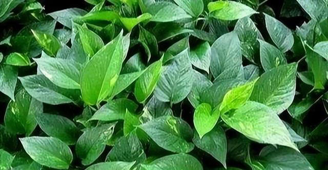 绿萝有“三怕”，避开不徒长黄叶，憋出一窝笋芽，叶片油绿窜不停
