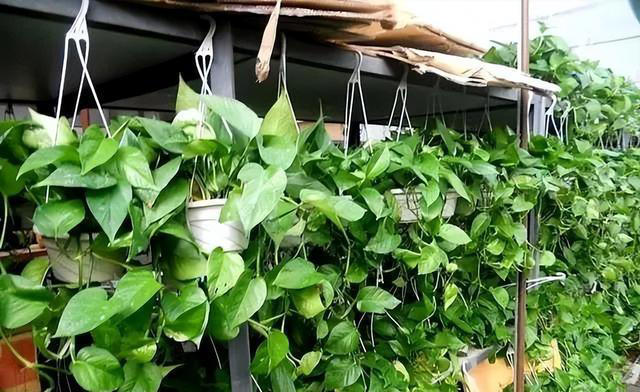 绿萝有“三怕”，避开不徒长黄叶，憋出一窝笋芽，叶片油绿窜不停