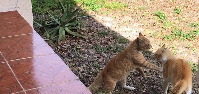 猫咪为何两腿站立？难道它们真的快要进化成喵星人了吗