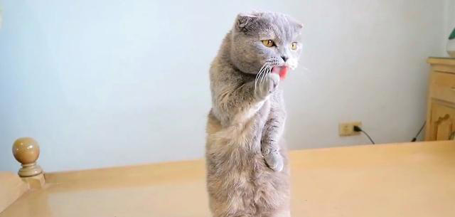 猫咪为何两腿站立？难道它们真的快要进化成喵星人了吗