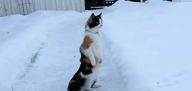 猫咪为何两腿站立？难道它们真的快要进化成喵星人了吗