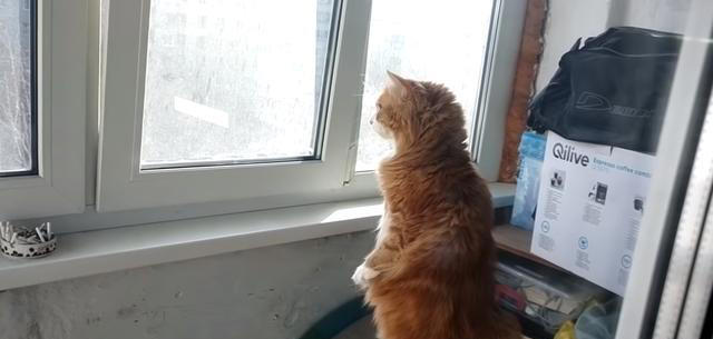 猫咪为何两腿站立？难道它们真的快要进化成喵星人了吗