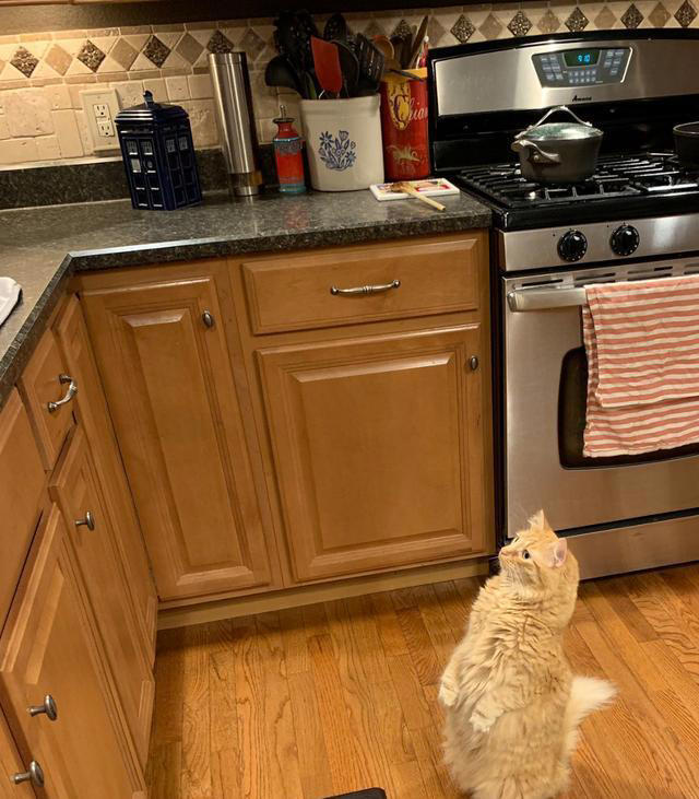 猫咪为何两腿站立？难道它们真的快要进化成喵星人了吗