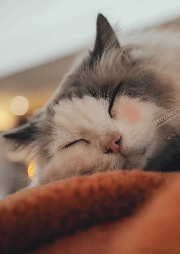 为什么猫猫一天都在睡觉