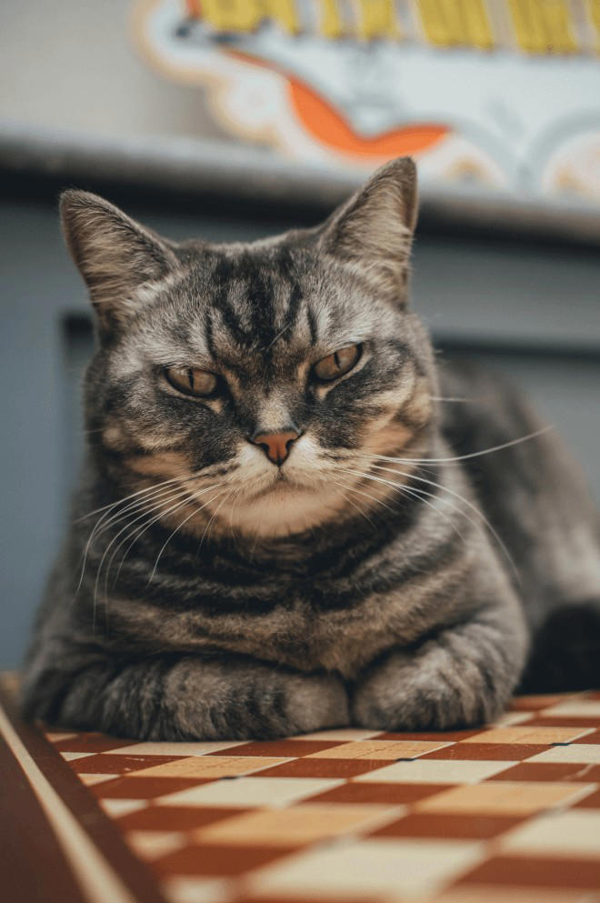 为什么猫猫一天都在睡觉