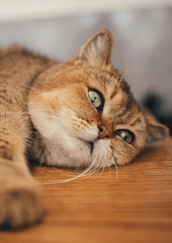 为什么猫猫一天都在睡觉