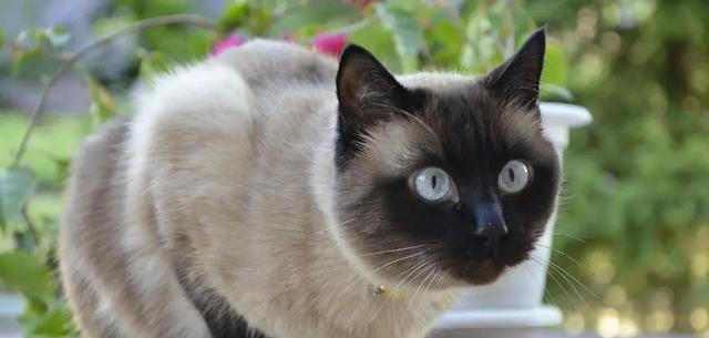 天生黑脸猫咪你能分辨出来吗？暹罗和重点色布偶又怎么区分
