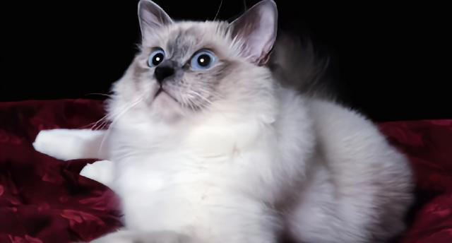 天生黑脸猫咪你能分辨出来吗？暹罗和重点色布偶又怎么区分