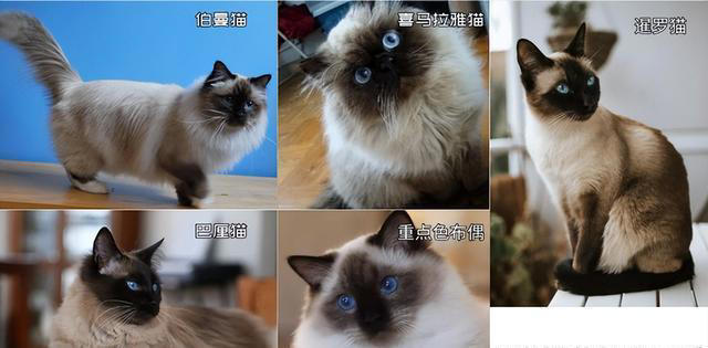 天生黑脸猫咪你能分辨出来吗？暹罗和重点色布偶又怎么区分