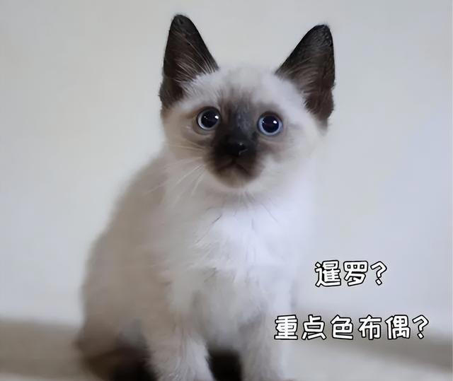 天生黑脸猫咪你能分辨出来吗？暹罗和重点色布偶又怎么区分