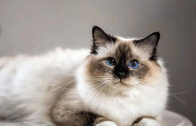 天生黑脸猫咪你能分辨出来吗？暹罗和重点色布偶又怎么区分