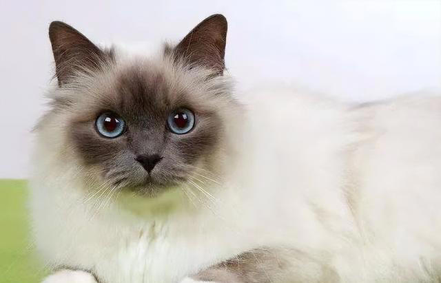 天生黑脸猫咪你能分辨出来吗？暹罗和重点色布偶又怎么区分