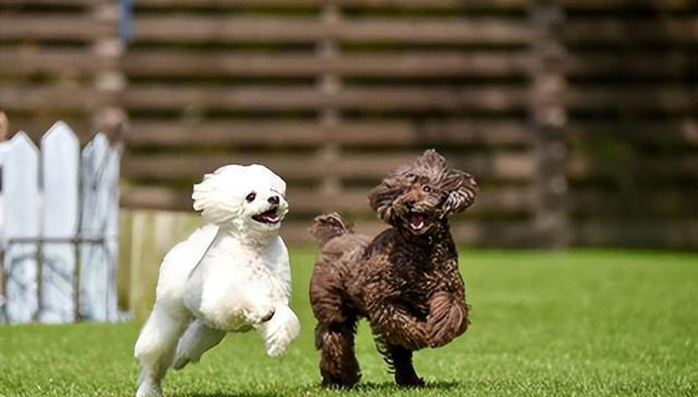 狗狗长寿之道：守护爱犬的幸福生活