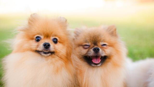 狗狗长寿之道：守护爱犬的幸福生活