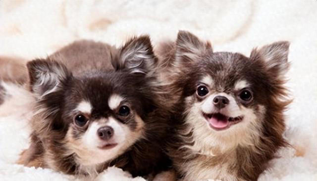 狗狗长寿之道：守护爱犬的幸福生活