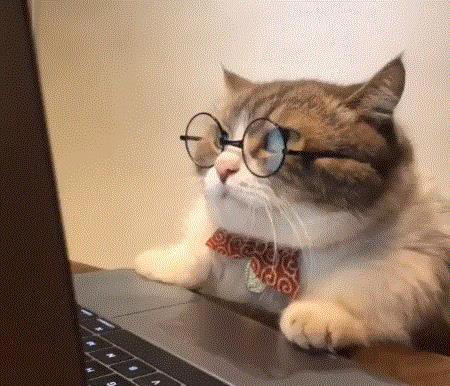 猫咪肠胃不好怎么调理？这几个方法，很多人都不知道