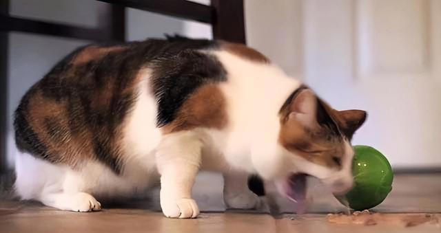 猫咪肠胃不好怎么调理？这几个方法，很多人都不知道