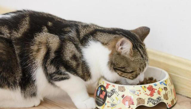 猫咪肠胃不好怎么调理？这几个方法，很多人都不知道