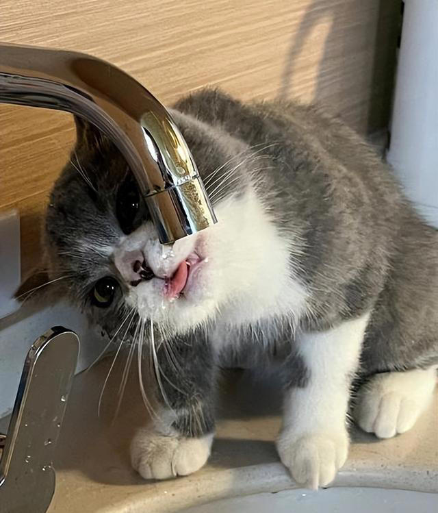 猫咪肠胃不好怎么调理？这几个方法，很多人都不知道