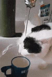 猫咪肠胃不好怎么调理？这几个方法，很多人都不知道