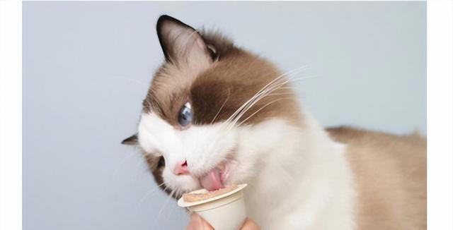 猫咪肠胃不好怎么调理？这几个方法，很多人都不知道