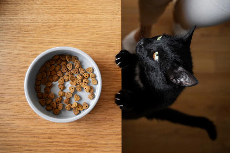 揭秘小猫咪成长关键：一日几餐，助力健康快速发育？