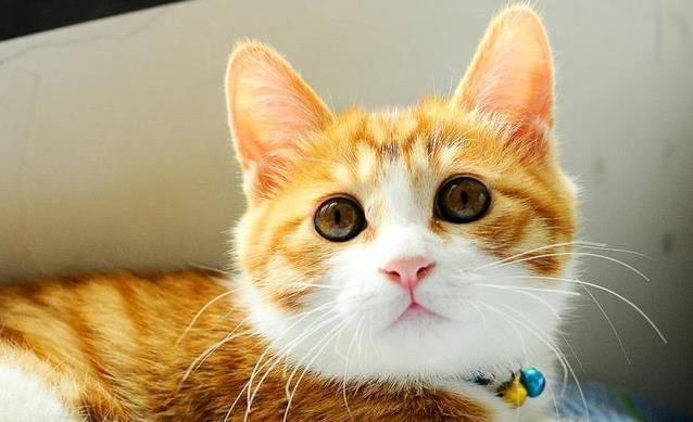 猫咪饭碗有讲究，营养配方大揭秘，喂对了吗？