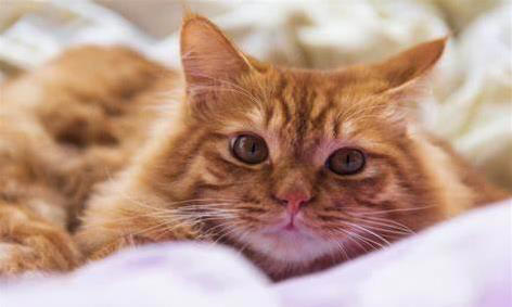 猫咪饭碗有讲究，营养配方大揭秘，喂对了吗？