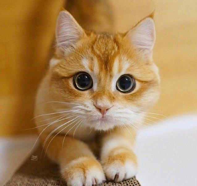 猫咪饭碗有讲究，营养配方大揭秘，喂对了吗？