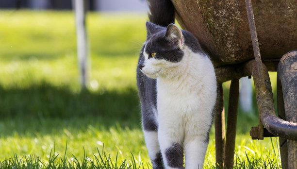 宠物装饰：如何为你的宠物打造一个温馨的家