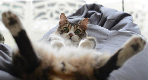 宠物装饰：如何为你的宠物打造一个温馨的家