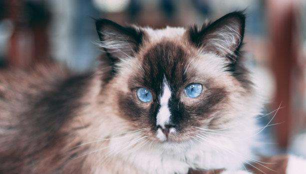 宠物装饰：如何为你的宠物打造一个温馨的家