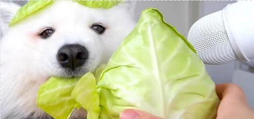 狗狗“健康食物”清单看这，想你家狗子好，赶快收藏！