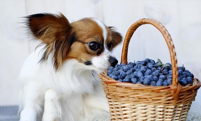 狗狗“健康食物”清单看这，想你家狗子好，赶快收藏！